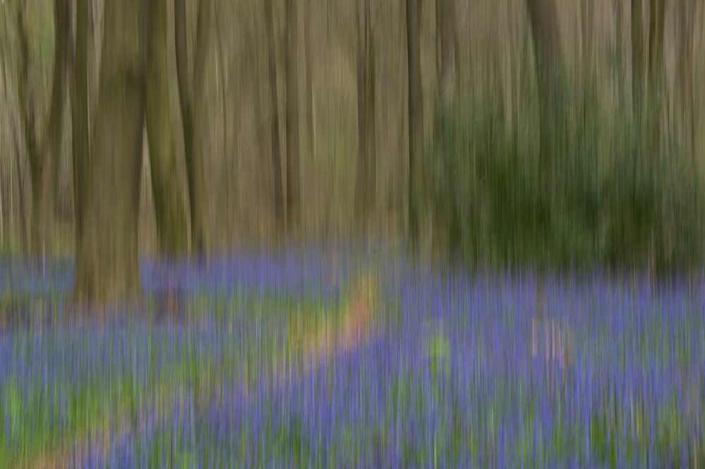 Micheldever Wood  Hampshire Bluebell Wood 4